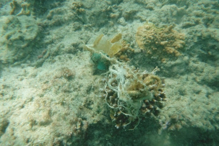 サンゴにからまるゴミ