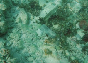 海中のペットボトル
